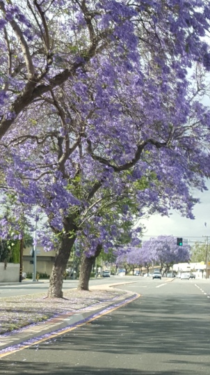 jacarandas and purple streets