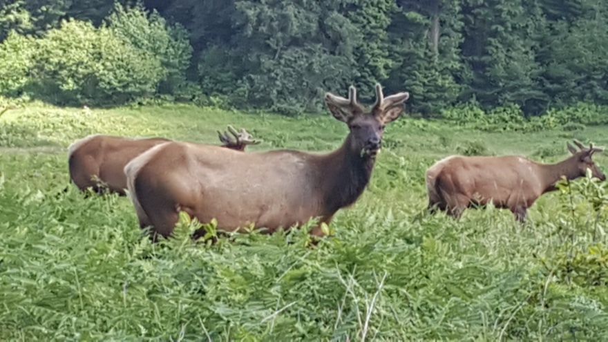 elk in ca