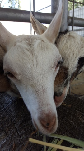 goats in petaluma