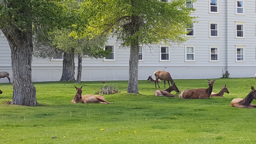elk anyone-