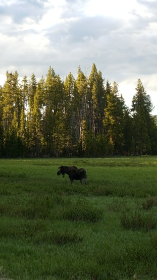 moose at yellowstone