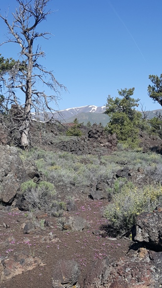 snow and flowers at craters